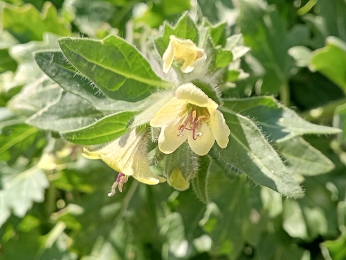 white henbane