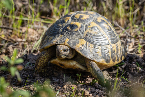 Testudo hermanni hermanni