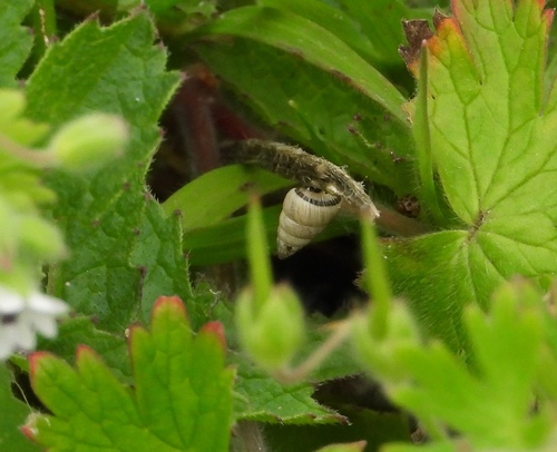 Cochlicella barbara