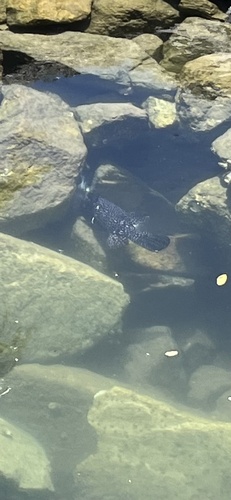 Arothron meleagris
