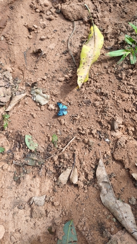 black-patch bluemark