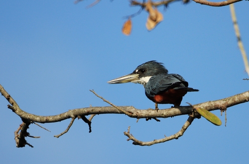 Ringed Kingfisher