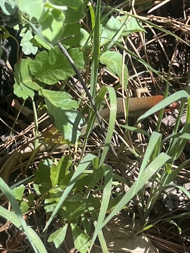 iNaturalist observation photo of Gilbert's Skink