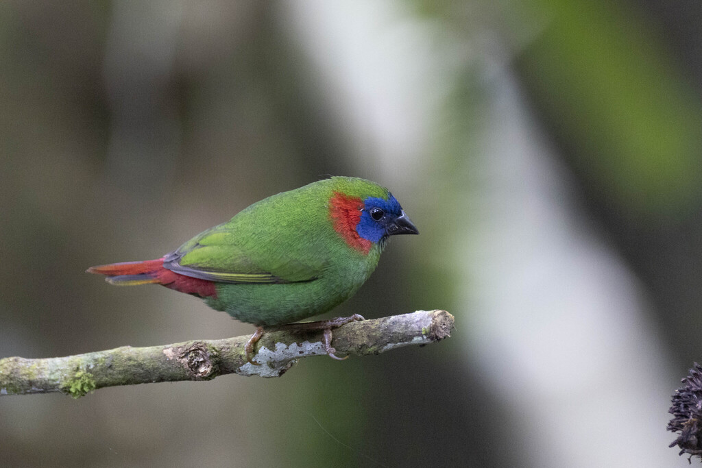Red-eared Parrotfinch (Erythrura coloria)
