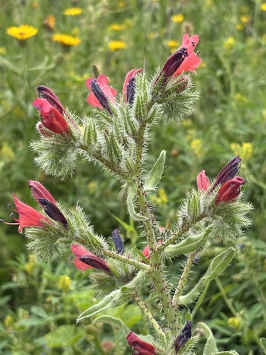 Echium horridum