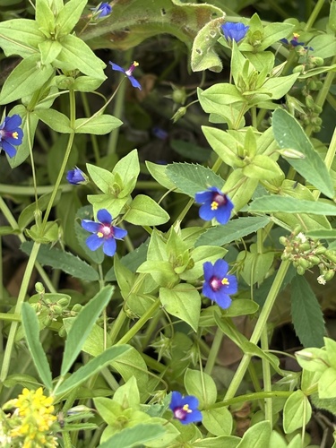 Blue Scarlet Pimpernel