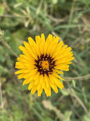 False Sow-thistle