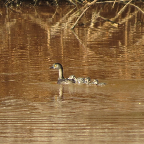 Least Grebe
