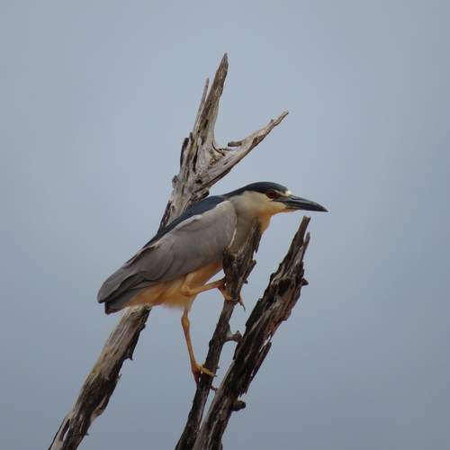 Black-crowned Night Heron