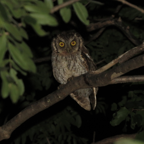 Tropical Screech-Owl
