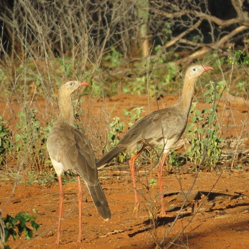 Red-legged Seriema