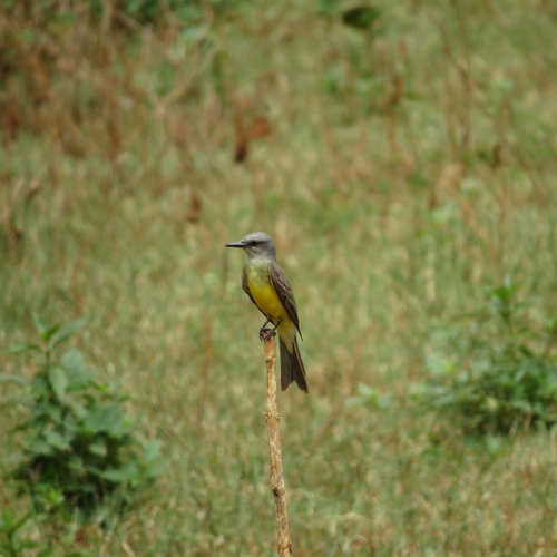 Tropical Kingbird