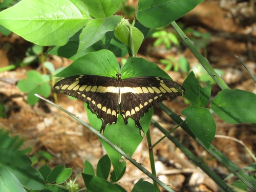 Thoas Swallowtail