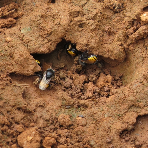 Melipona mandacaia