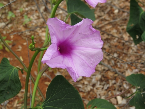 Ginger-leaf Morning-glory