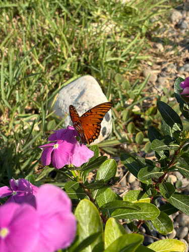 Gulf Fritillary (Dione vanillae)