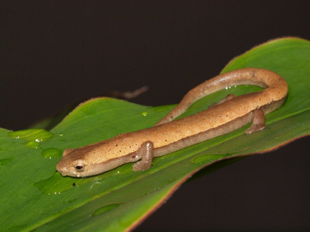 Northwestern Mushroomtongue Salamander