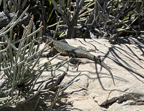 iNaturalist observation photo of Common Side-blotched Lizard