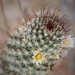 Los Cabos Nipple Cactus - Photo (c) Bill Levine, all rights reserved, uploaded by Bill Levine