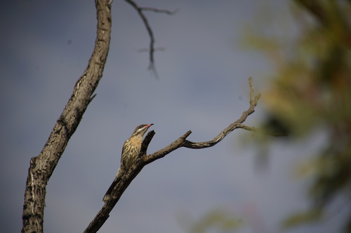 Spiny-cheeked Honeyeater