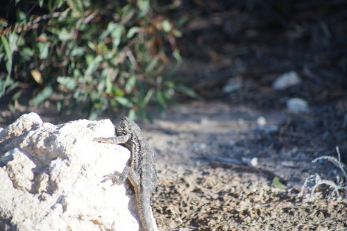 Central Bearded Dragon