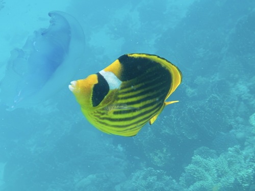 Chaetodon fasciatus