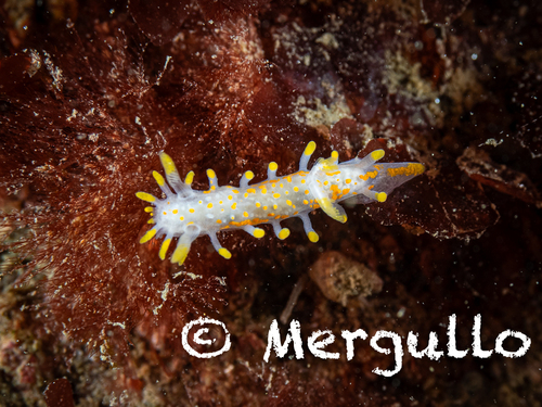 Limacia clavigera