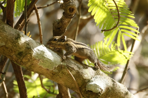 Himalayan Striped Squirrel