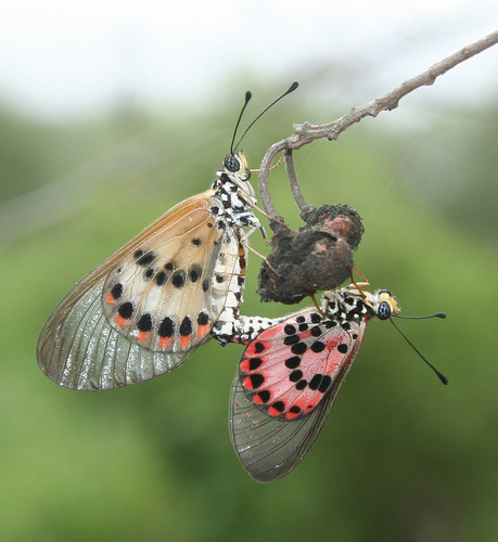 Acraea ranavalona
