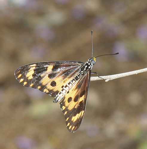 Madagascan Mottled Acraea