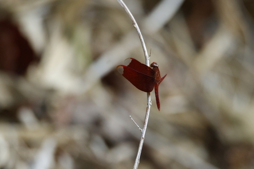 Russet Percher