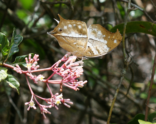 Madagascan Mother-of-pearl