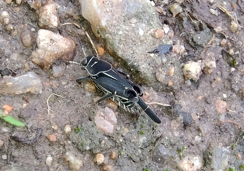 Ripipteryx notata