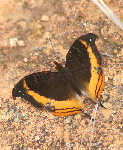 Malagasy Leaf Commodore