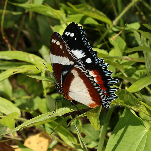 Madagascar Diadem