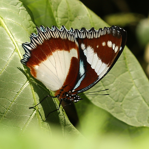 Madagascar Diadem