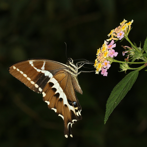 Cream-lined Swallowtail