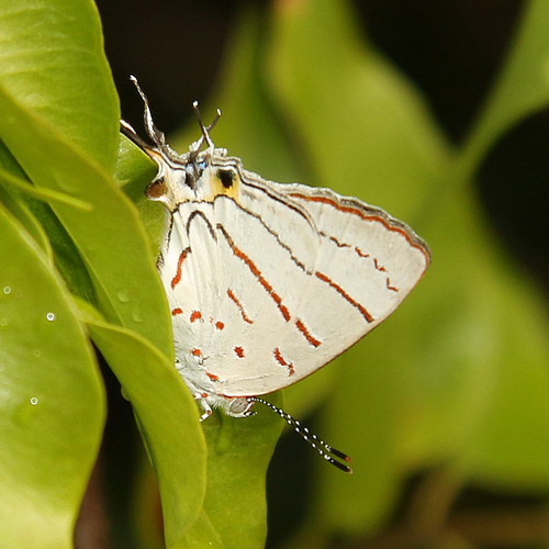 Malagasy Hairstreak