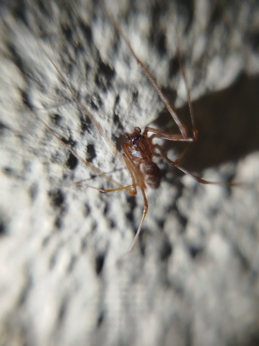 Brown Spitting Spider