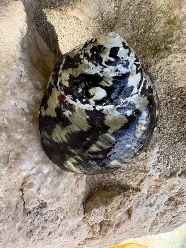 Cittarium pica