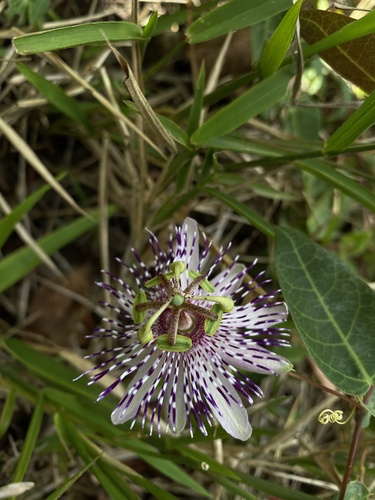 Passiflora miersii