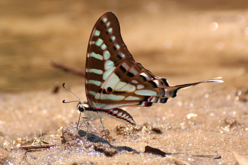 Madagascan Striped Swordtail