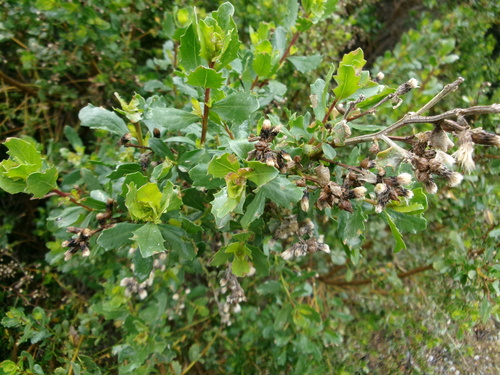 iNaturalist observation photo of coyote brush