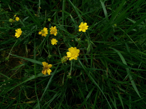 iNaturalist observation photo of California buttercup