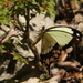 Papilio meriones - Photo (c) Martin Mandák, todos os direitos reservados, uploaded by Martin Mandák
