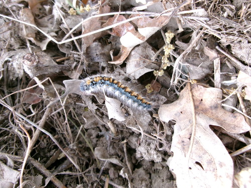 iNaturalist observation photo of Pacific Tent Caterpillar