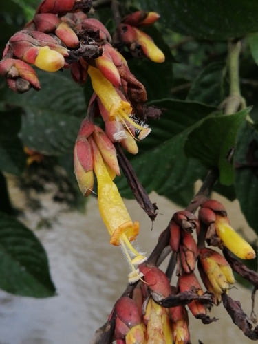 Sanchezia ecuadorensis