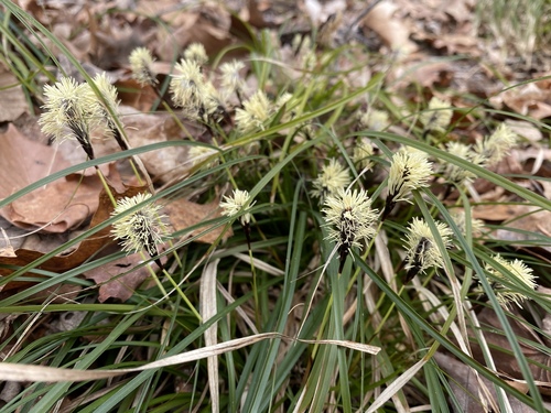 Carex picta Steud.