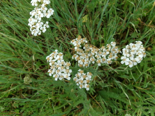 iNaturalist observation photo of common yarrow