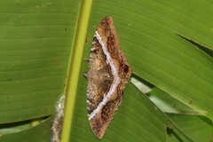 Ascalapha odorata image